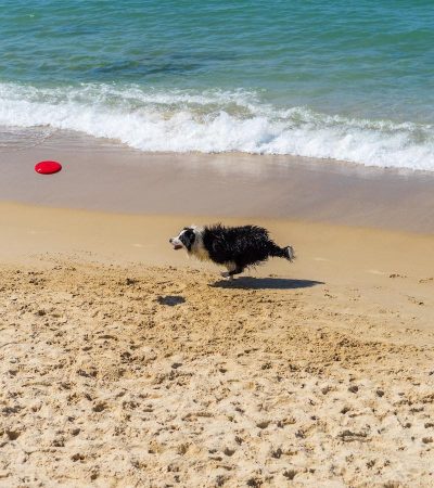 The Perfect Fit: Unleashing Your Sole’s Bliss with the Ultimate Running Shoe Selection Guide