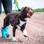 Running Together: A Guide to Bringing Your Dog Along for the Adventure