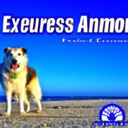 Essential Gear for a Successful Run with Your Dog